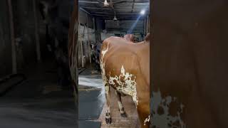 viralvideo cow hugebulls animalfarming reels bull [upl. by Kano]