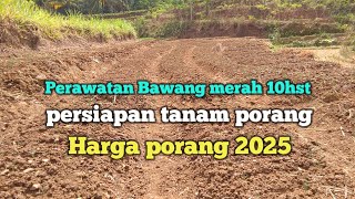 Bawang merah 10 HST dan info terbaru harga porang 2025 [upl. by Inram]