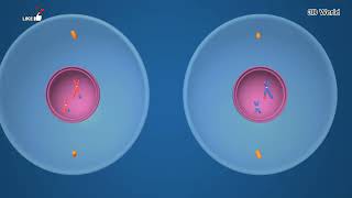 Process Of Male and Female Eggs Fertilization and formation of zygote humanreproduction [upl. by Notneiuq214]