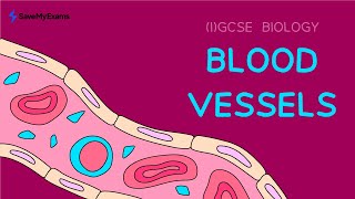 Learn Everything About Blood Vessels In 4 minutes  IGCSE amp GCSE Biology Mock Exam Revision [upl. by Eltsyrk]