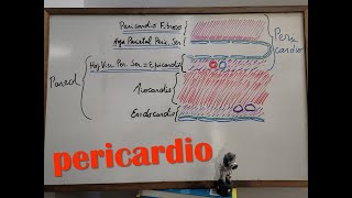 Sistema Cardiovascular 4  Pericardio [upl. by Laurel]