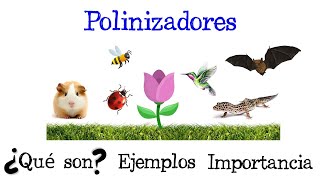 ¿Por qué las ABEJAS son tan importantes 🐝 [upl. by Shakespeare]