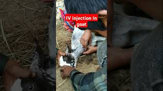 IV injection in goat drpradipbhandari shorts [upl. by Letsirk968]