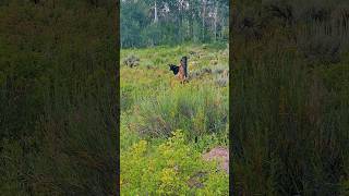 Found a Stray Cow camping in Utah Will keep trying 🐄 [upl. by Cartwright470]