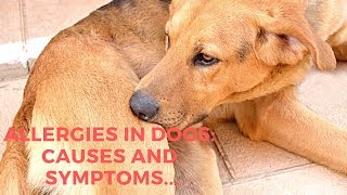 Allergies In Dogs Causes and Symptoms [upl. by Gnet523]