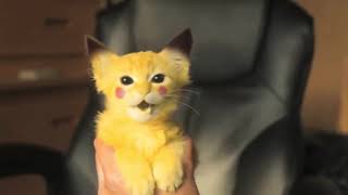 Pikachu Cat [upl. by Yma]