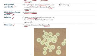 1 Microbiology BASIC Bacteriology Part 1 [upl. by Inasah536]