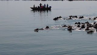 The 98th annual Chincoteague Pony Swim [upl. by Macilroy]