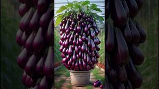 real Top 5 high yielding varieties of brinjal 🍆 brinjal farming viral shorts [upl. by Evatsug]