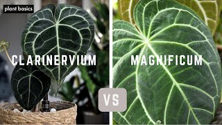 Anthurium Clarinervium vs Anthurium Magnificum  Which is better [upl. by Herby174]