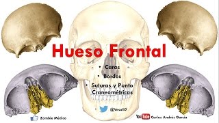 Anatomía  Hueso Frontal Caras Bordes Puntos Craneométricos [upl. by Knighton]