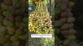 Date Palm Pollination in the Middle East DatePalms Pollination [upl. by Petras]