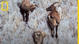 Estas CABRAS son capaces de andar por una pared VERTICAL ¿Por qué  National Geographic en Español [upl. by Erroll662]