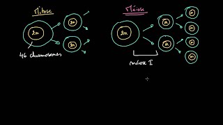 Comparaison entre mitose et méiose شرح بالدارجة المغربية [upl. by Asilana100]