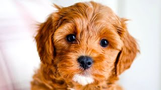 Cavapoo  The Ultimate Top 10 Pros and Cons Guide [upl. by Huebner]