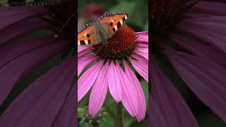 Planting Echinacea Bare Roots A HowTo Guide for Summer Flowers [upl. by Nadabus]