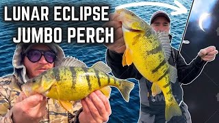 Lunar Eclipse JUMBO Perch Catch Clean Cuisine [upl. by Odnolor43]