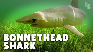 The Shark That Eats Seagrass [upl. by Idram]