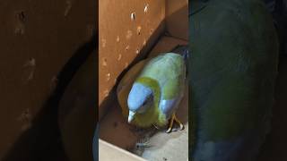 പച്ചപ്രാവിന് സർജറി 🕊️ Yellow footed green pigeon urbanwildlife birdrescue greenpigeon [upl. by Hitt783]