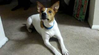 Rat Terrier barking [upl. by Amanda]