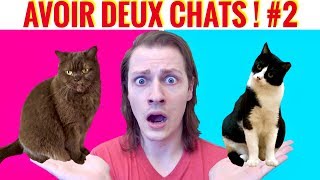 AVOIR DEUX CHATS 2  DELIRES DE MAX [upl. by Naoh]