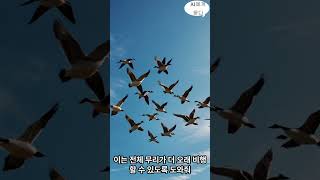 기러기가 V자 대형으로 날아가는 이유는 AI에게 물어 보았다 [upl. by Dyke]