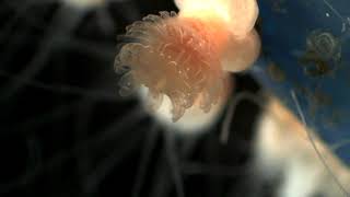 Moon Jellyfish  Strobilating Scyphistoma [upl. by Noraha952]