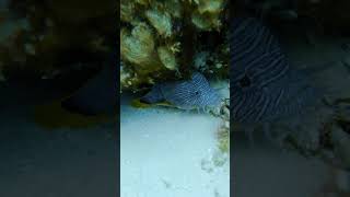 Cozumel Splendid Toadfish [upl. by Leahkim]