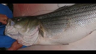 Striped Bass Fishing with Live Eels on a 3Way Rig [upl. by Anora]