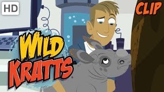 Wild Kratts  Why We Love Nature and Wild Animals [upl. by Nodnnarb139]