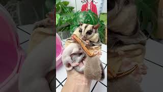 Sugar Glider Mother Eating Crab Leg shorts sugarglider sugargliderasmr [upl. by Etolas954]