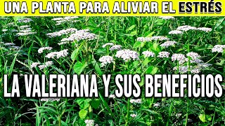 LA VALERIANA Y SUS BENEFICIOS  PLANTAS MEDICINALES [upl. by Aicertap]