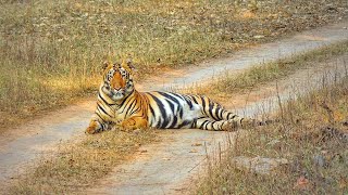 ROAD BLOCKTiger Grooming SessionTadoba Andhari National Park [upl. by Dirgis]