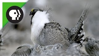 SageGrouse Mating Rituals in Groups Called Leks [upl. by Yleek]