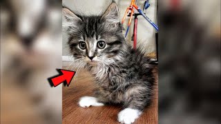 Woman adopted disabled kitten from a shelter and raised him into beautiful cat [upl. by Jaddan]