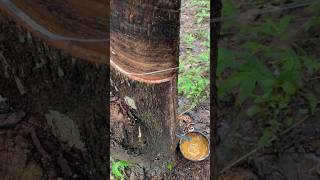 Rubber Tapping Process🌴 rubberfarming satisfying rubberwood rubber woodworkrubbertapping wood [upl. by Yrahk958]