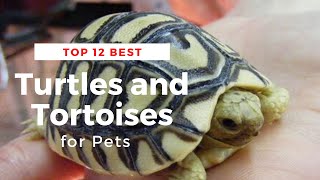 Top 12 Best Turtles and Tortoises for Pets [upl. by Batha]