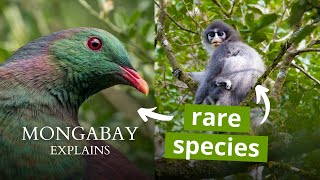 What is an endemic species  Mongabay Explains [upl. by Maier]