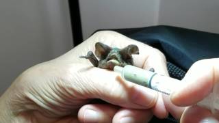 Hawk Ear a rescued freetailed bat [upl. by Eckel366]