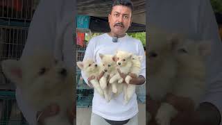 Indian Spitz Puppies Sell Low Price [upl. by Evey]