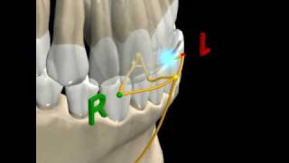 MANDIBULAR MOVEMENTS  2 [upl. by Adala884]