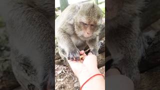 Monkeys so smart monkeys2024 animalforkid monkeylove animals babyanimals luna funnyanimals [upl. by Stoller]