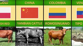 Cattle Breeds From Different Countries  Part 1 of 2 [upl. by Attelrahc]