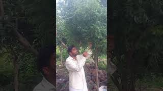 కర్వేపాకు करी पत्ती Curry Leaves or Sweet Neem leaves Scientific Murraya Koenigii and Benefits [upl. by Merkle]