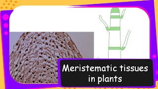 Science – Meristematic tissues in plants – Tissues Part 2 – English [upl. by Onyx597]