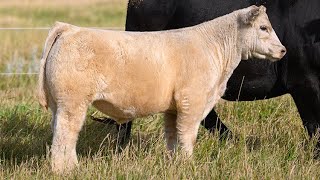 Reimann Pasture Sale 2024  Tag 55 [upl. by Libna]