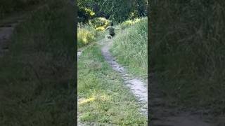 Shocking Running Dog Moments 🐕 comedygold [upl. by Ahsinrats602]