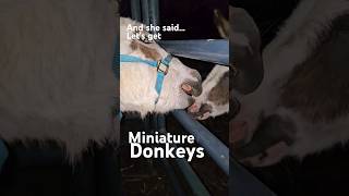 Are Mini Donkeys all their cracked up to be donkey Horomones farm [upl. by Anahoj469]