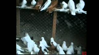 North Kavkaz Tumbler Pigeons In Russia PART 3 [upl. by Siblee]