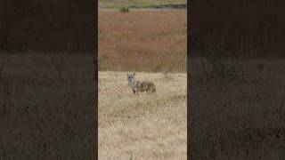 Kansas coyote hunting hunting wildlife nature coyote wildanimals outdoors [upl. by Delaryd]